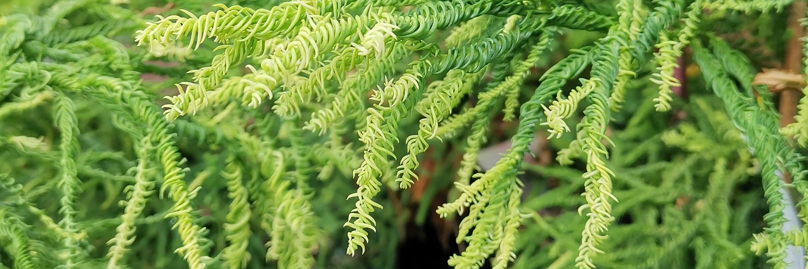 CRYPTOMERIA japonica ‚Kyara Gold‘ (R)