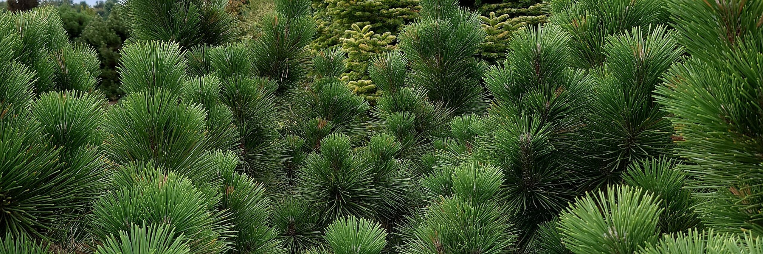 PINUS thunbergii 'Thunderhead'