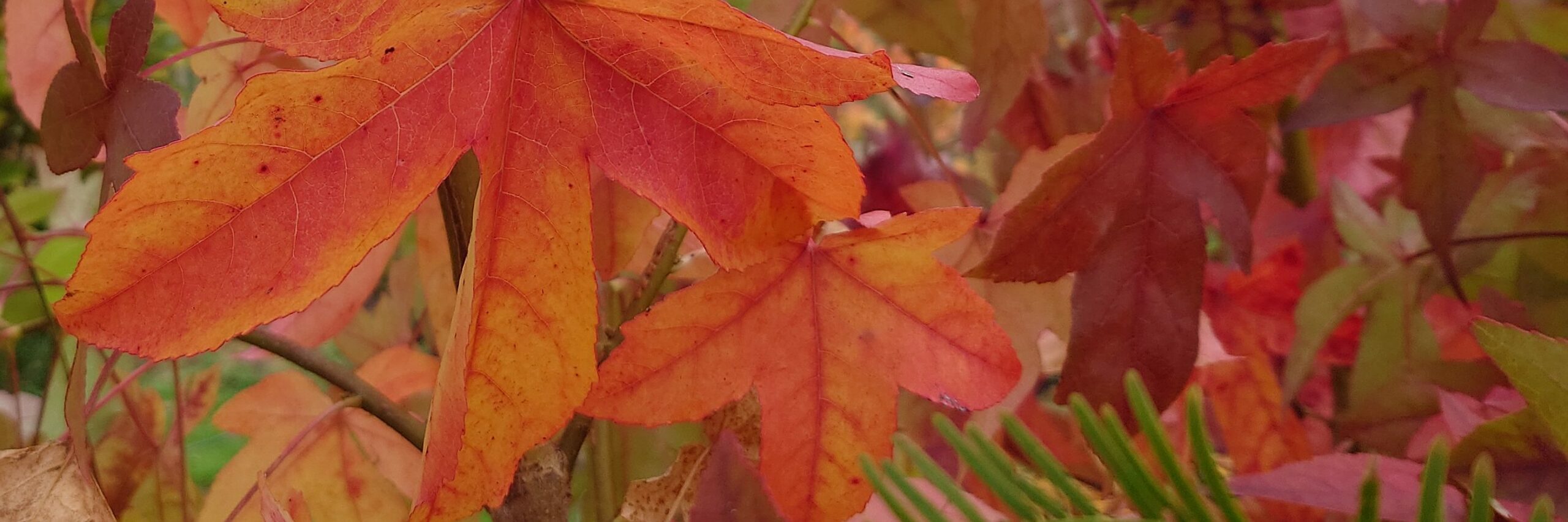 LIQUIDAMBAR styraciflua 'Schock's Gold'