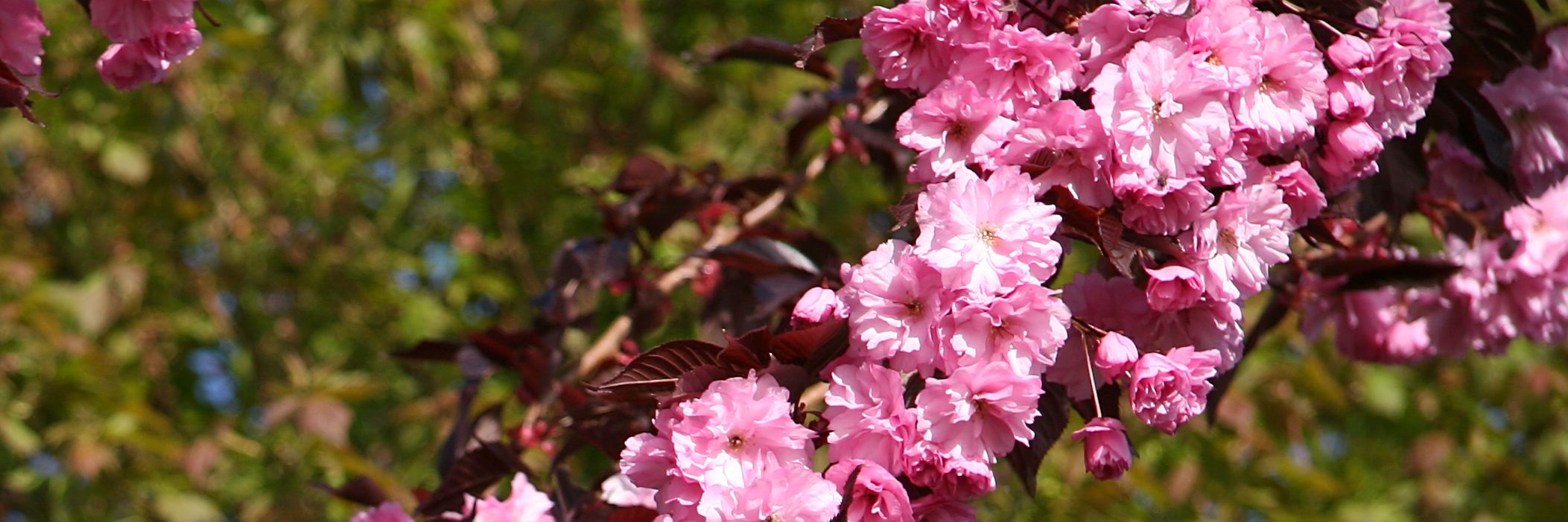 PRUNUS serrulata 'Royal Burgundy'