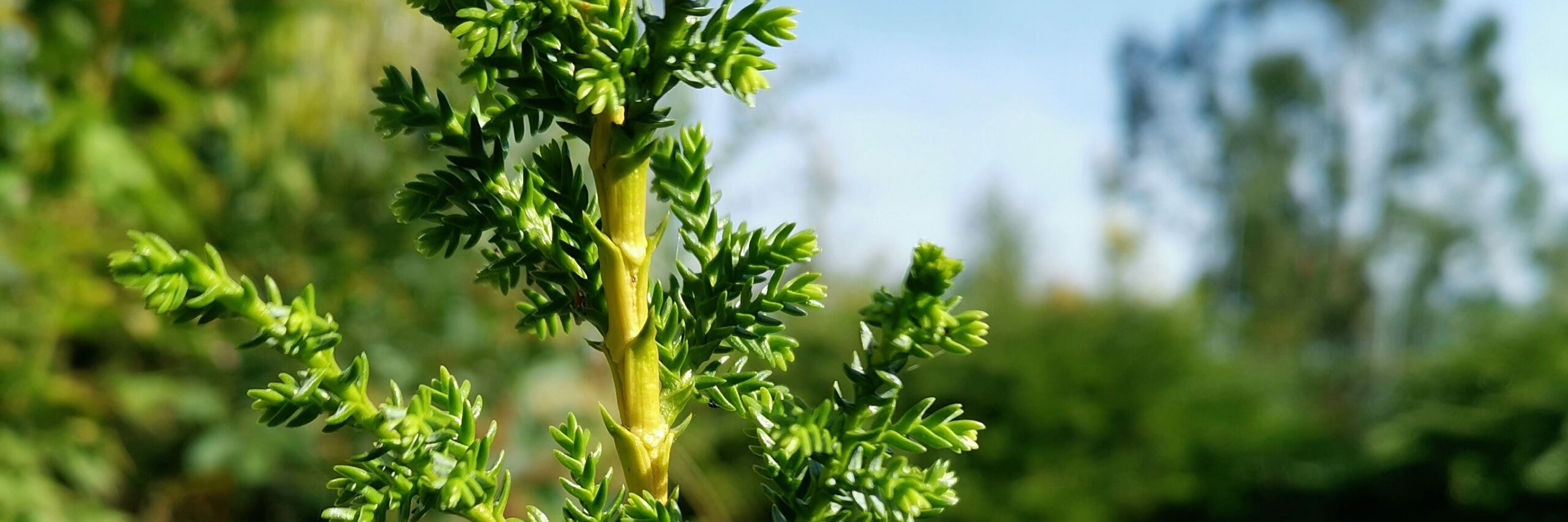 PILGERODENDRON uviferum