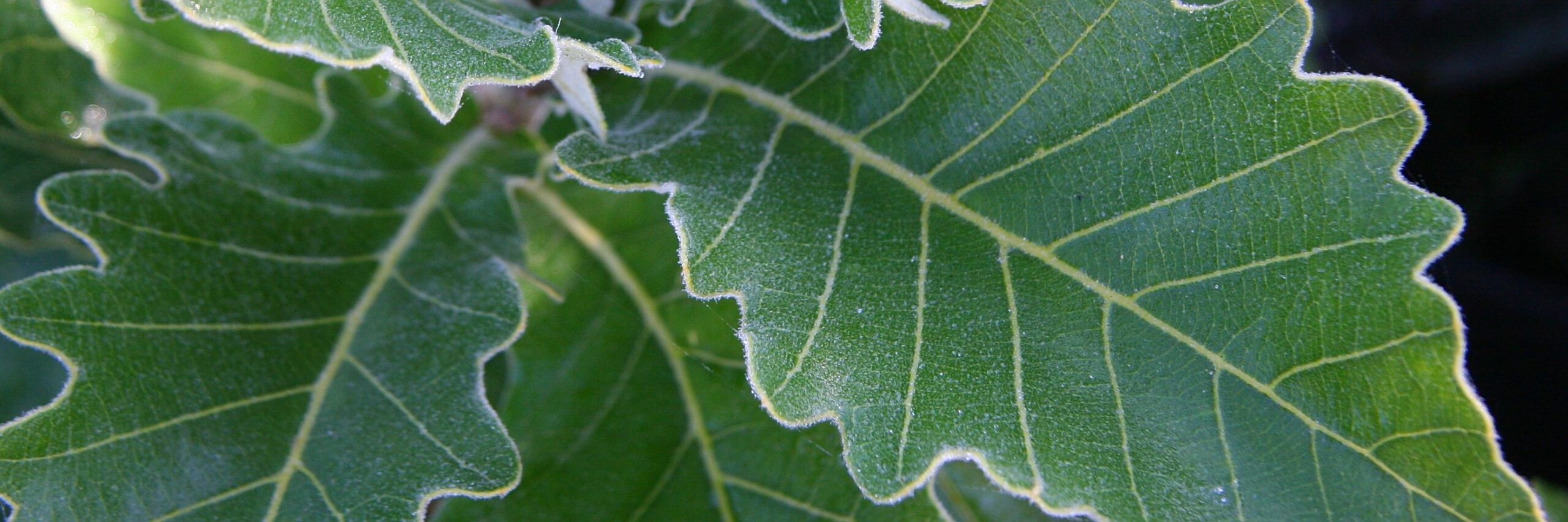 QUERCUS dentata ‚Carl Ferris Miller‘