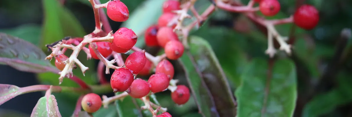 VIBURNUM hillieri ‚Winton‘