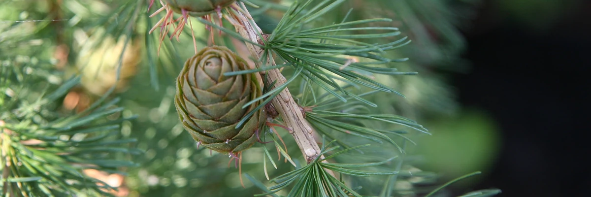 LARIX decidua 'Puli'