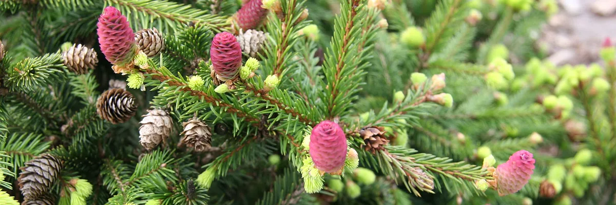 PICEA abies 'Pusch'