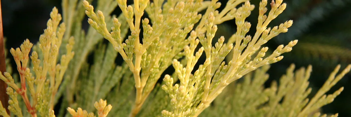 CALOCEDRUS decurrens ‚Berrima Gold‘ (gelbe kalifornische Weihrauchzeder)