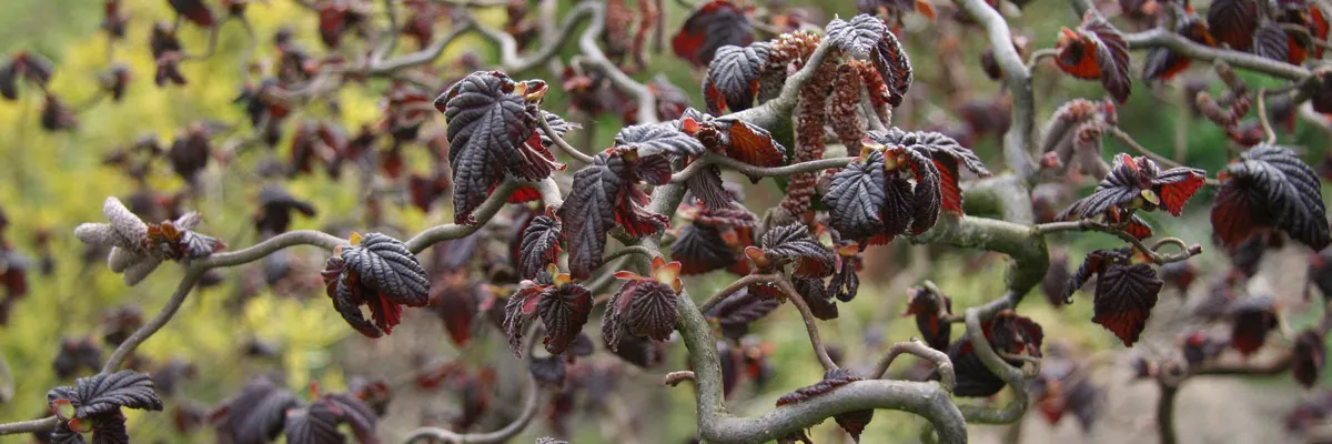 Beginnendes rotes Laub von CORYLUS avellana 'Red Majestic' (rote Korkenzieher-Haselnuss)