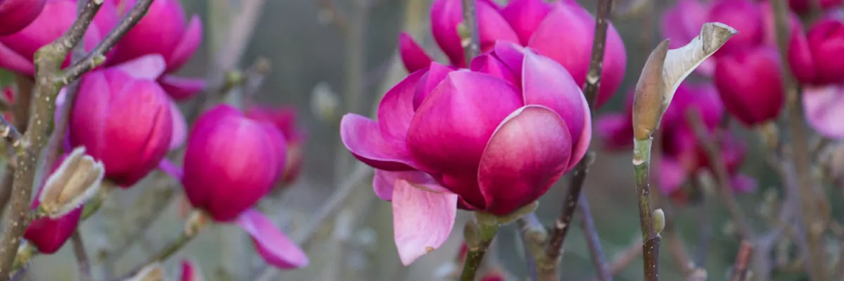 Beginnende rosarote Blüten von MAGNOLIA 'Black Tulip'