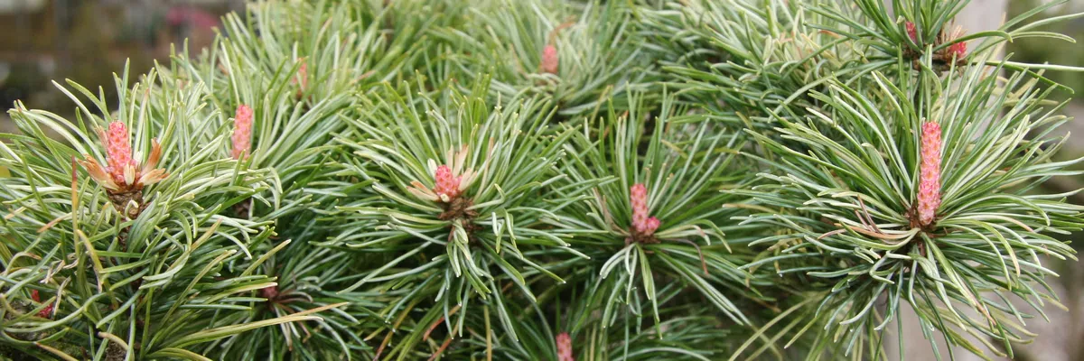 Rosa Sprossen und weiß-grüne Nadeln von PINUS parviflora 'Tanima No Yuki'