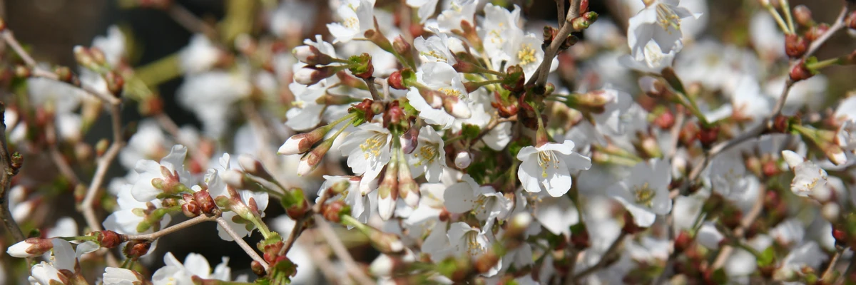 PRUNUS incisa ‚Kojo-no-mai‘