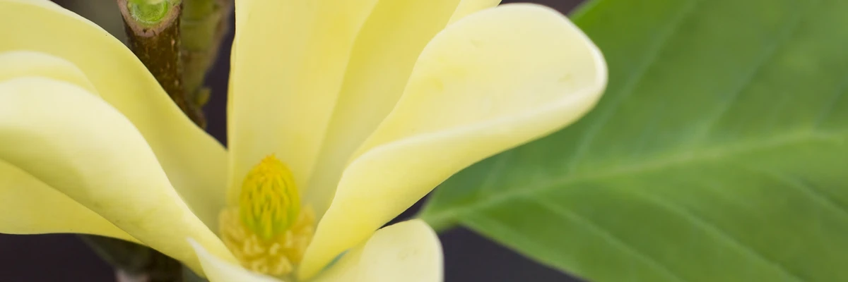 Nahaufnahme von gelber Blüte von MAGNOLIA x 'Daphne'