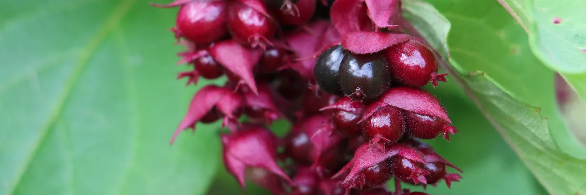 LEYCESTERIA formosa