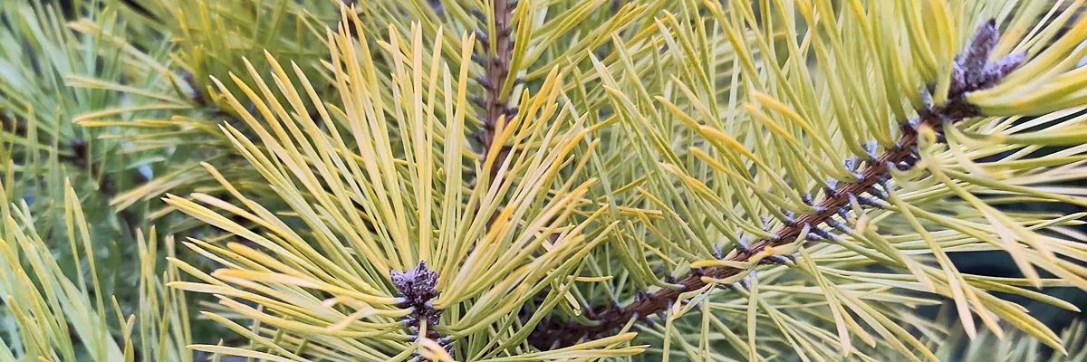 PINUS sylvestris ‘Anny’s Wintersun’