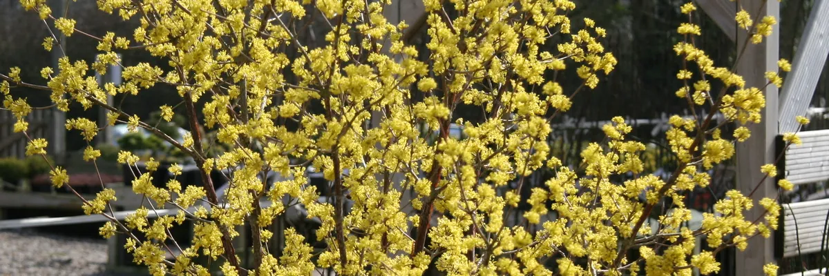 Macro shot of yellow flowers of CORNUS officinalis in winter