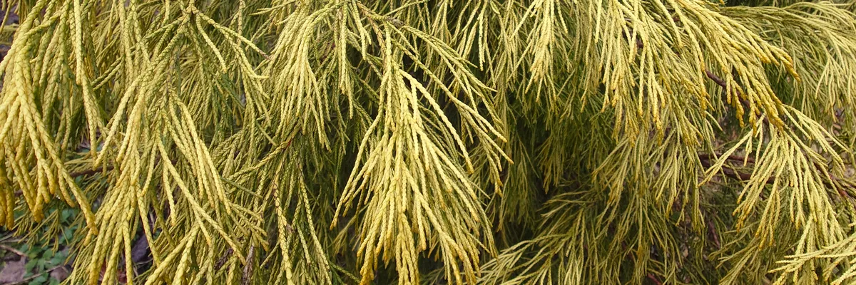 Yellow foliage of CHAMAECYPARIS lawsoniana 'Karaca' (Yellow Lawson cypress)