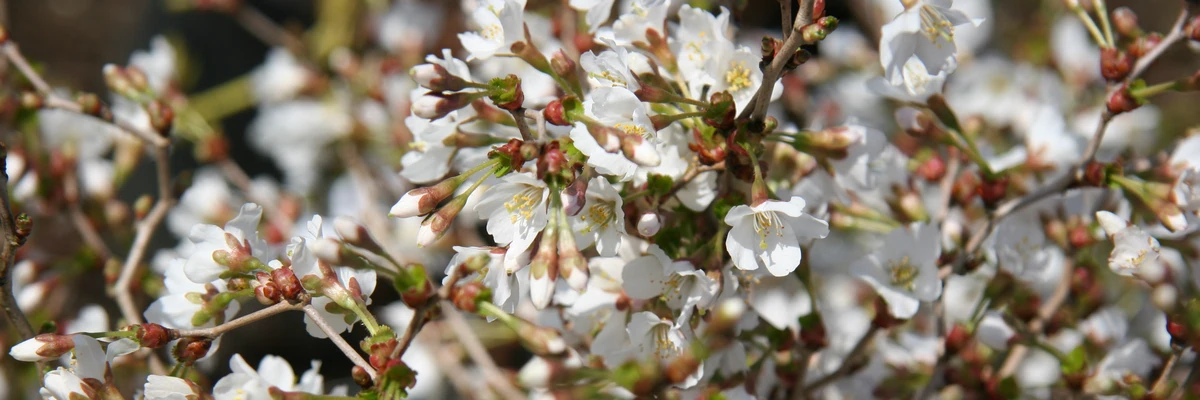 White flowers and branches of PRUNUS incisa 'Kojo-no-mai'