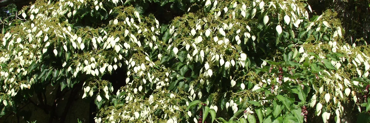 SCHIZOPHRAGMA integrifolium