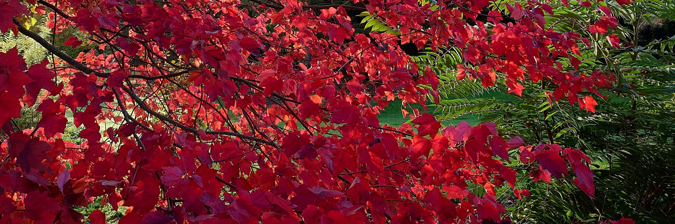 ACER rubrum 'Fairview Flame'