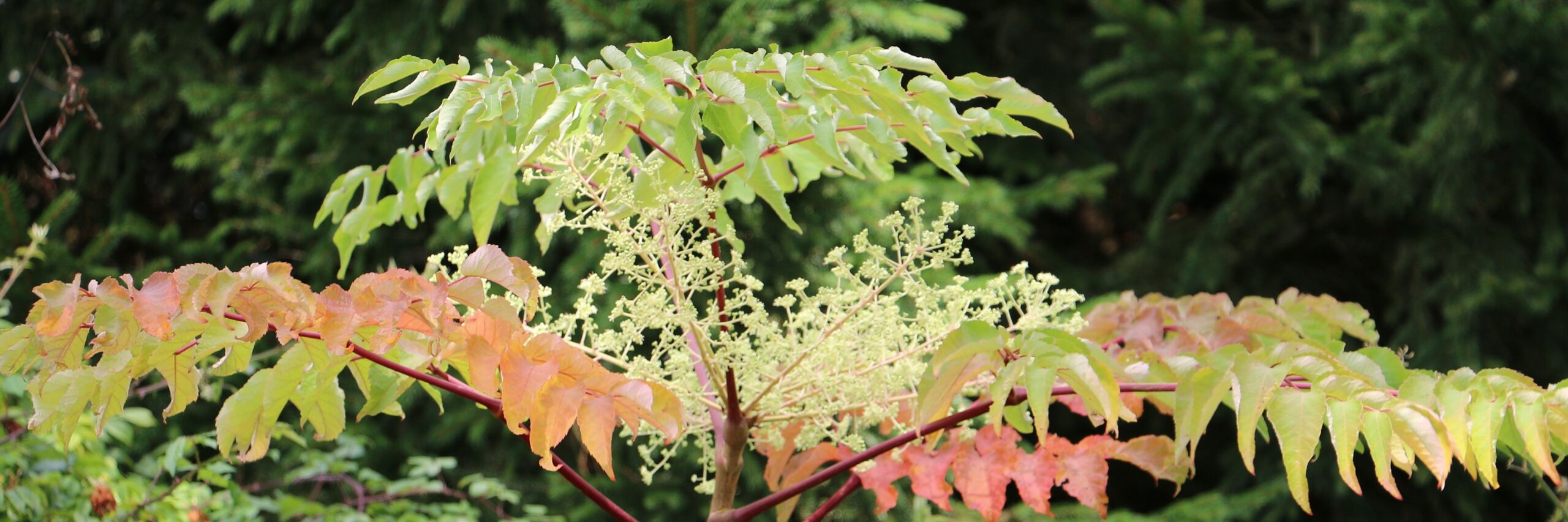 ARALIA elata