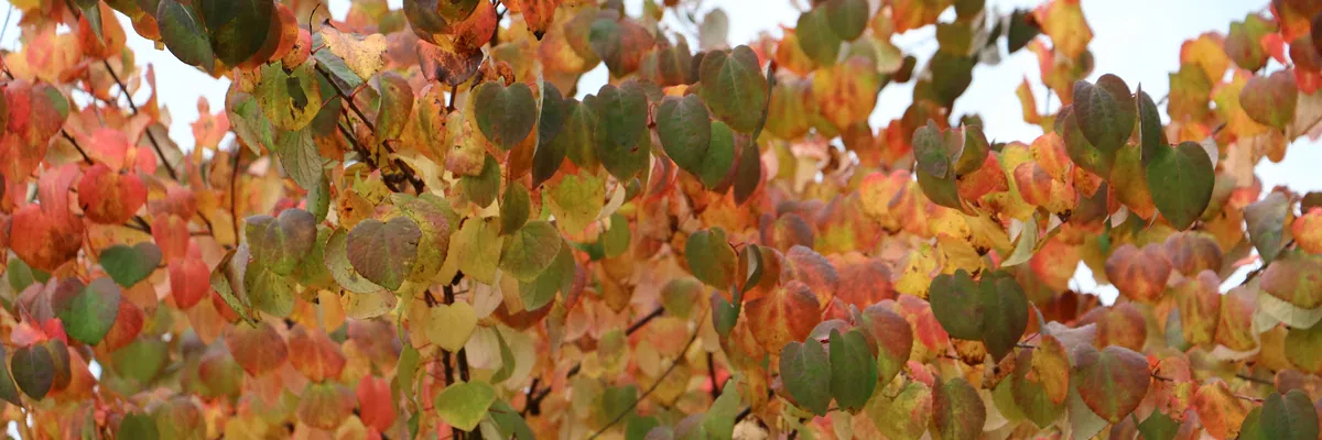 CERCIDIPHYLLUM japonicum