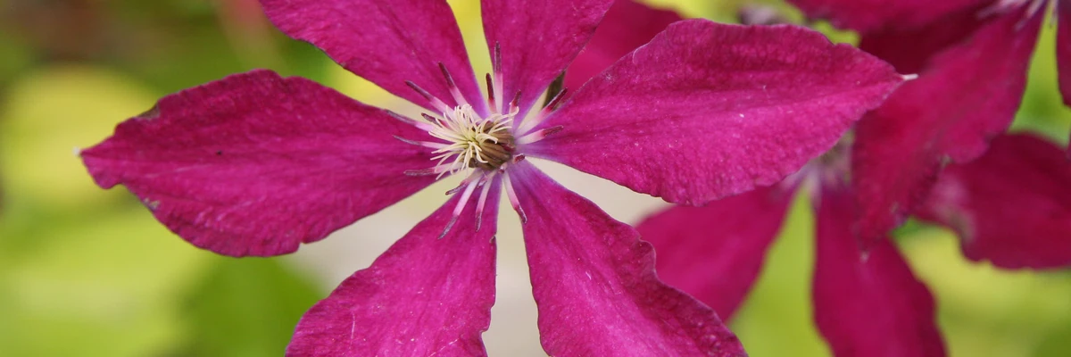 CLEMATIS (clématites), fleurs spectaculaires