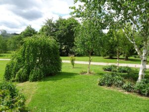 Bouleaux au Jardin de Vallonchêne