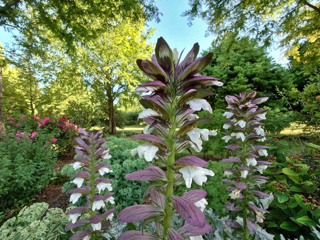 ACANTHUS