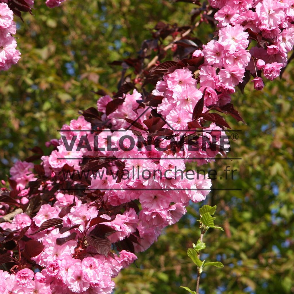 PRUNUS serrulata 'Royal Burgundy'