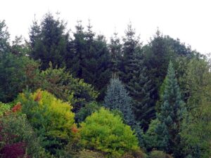 Le haut du vallon au Jardin de Vallonchêne