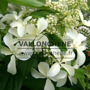 HYDRANGEA paniculata 'Great Star'