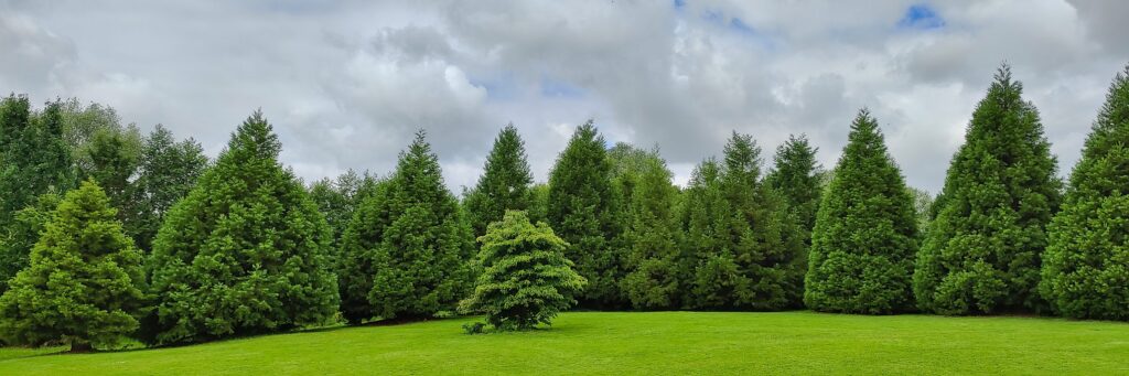 Cercle des SEQUOIADENDRON giganteum